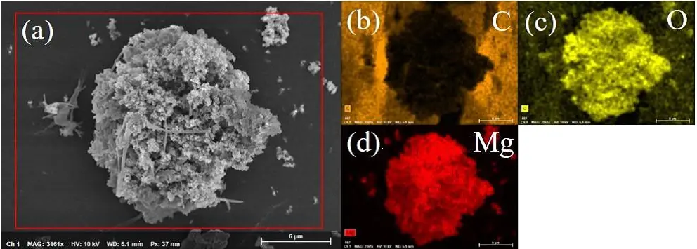 掃描電鏡(SEM)分析 掃描電鏡(SEM)分析